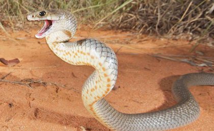 Adult eastern brown snake. Credit: Stewart Macdonald